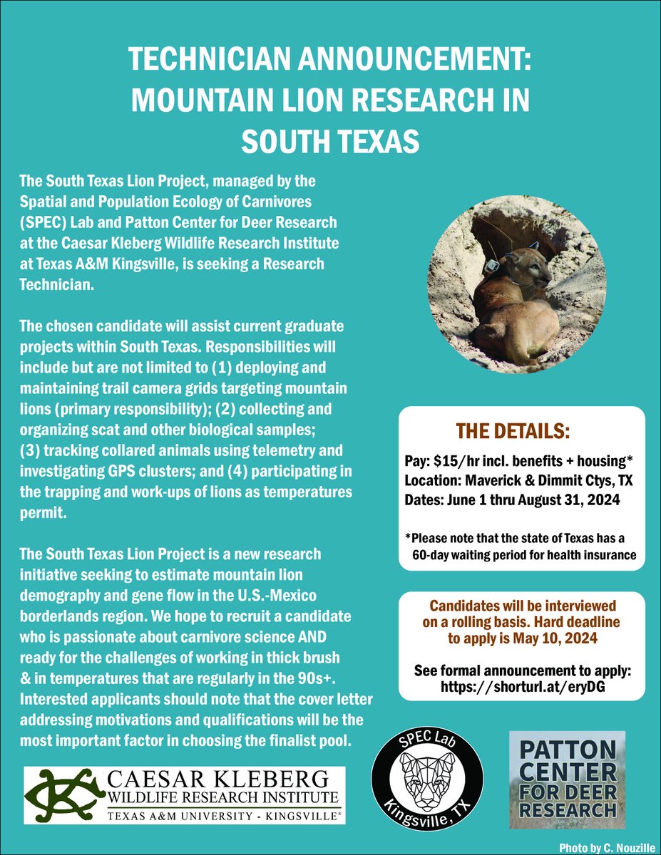 🐆The South Texas Lion Project within the SPEC Lab & Patton Center for Deer Research @CKWRI is hiring a summer technician, with possibility for extension. This position will be open for ten days. Link to apply is here: shorturl.at/eryDG Please share widely! 🐆