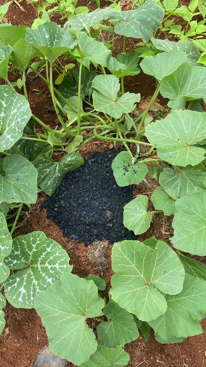 FARMING DISCUSSION:
What do you think is the importance of the charcoal dust???

Comment, Like and Repost.
#FOLLOW_ME for All Farming News, Advice and Discussions.
#LetsFarmTogether