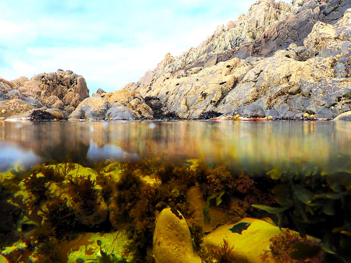 Above and below - the secret world of an #Arisaig #rockpool