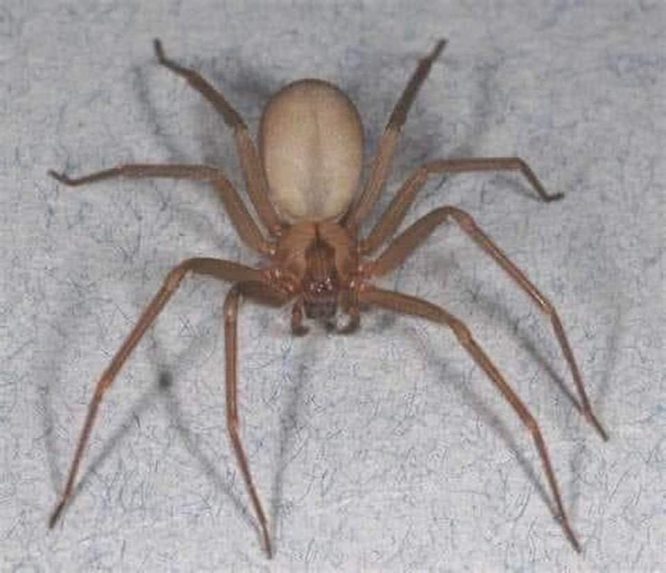 The Brown Recluse 👇 Notice the 'Fiddle' on it's head, hence the nickname, 'Fiddle Spider'.