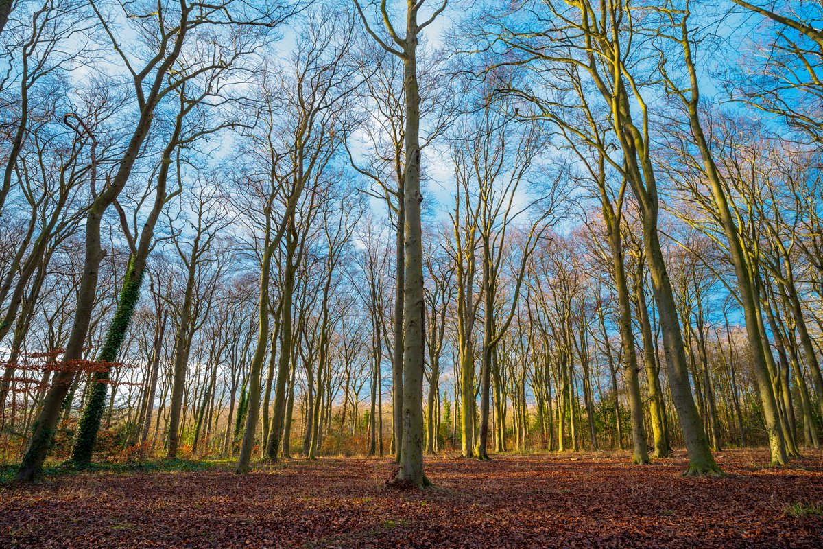 These wonderful images come from a new book exploring how Beechwoods, near Cambridge looks through the seasons.
Photographer Joao Yordanov Serralheiro produced the book 1-4-4 over the period of a year taking pictures at the reserve he calls ‘my zen place to visit’.