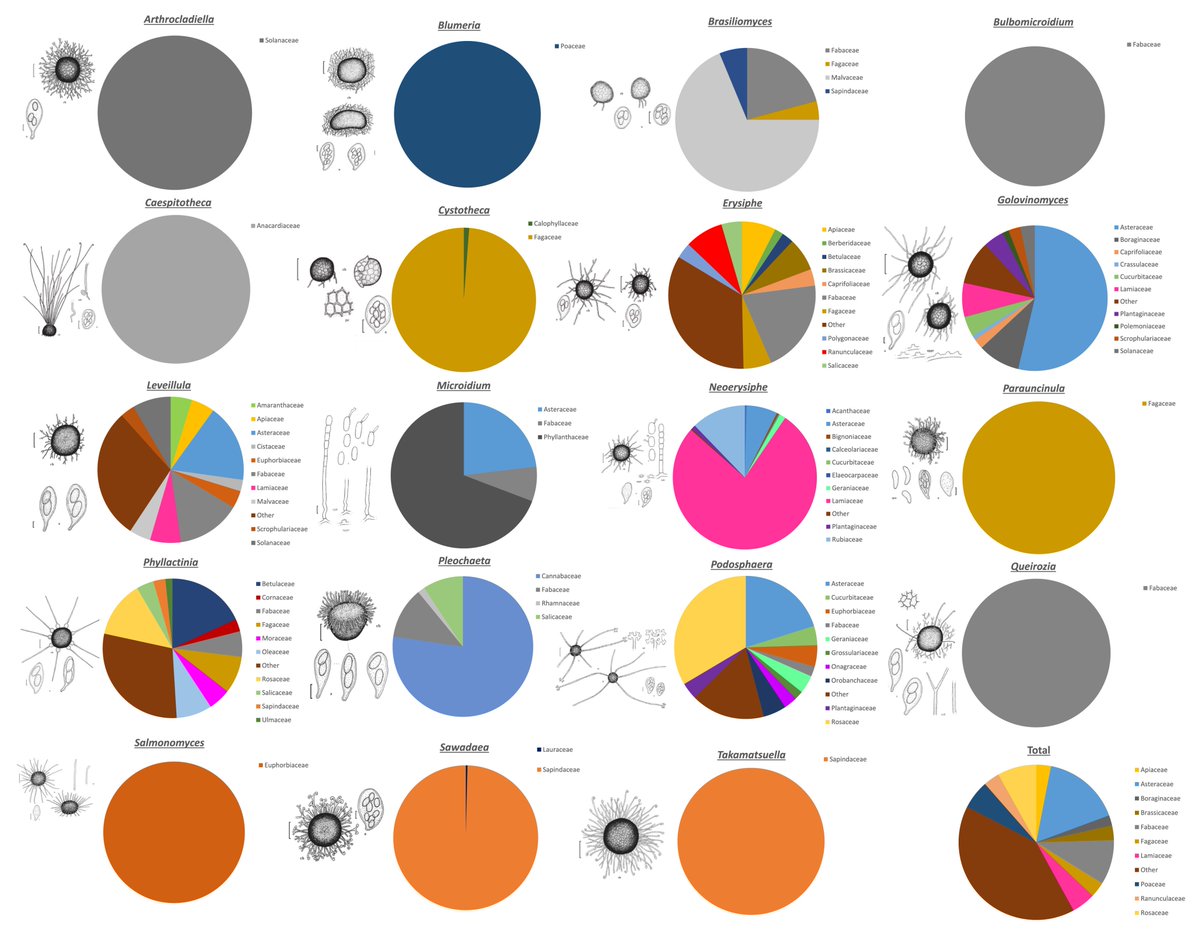 An In-Depth Evaluation of Powdery Mildew Hosts Reveals One of the World’s Most Common and Widespread Groups of Fungal Plant Pathogens | Plant Disease apsjournals.apsnet.org/doi/10.1094/PD…