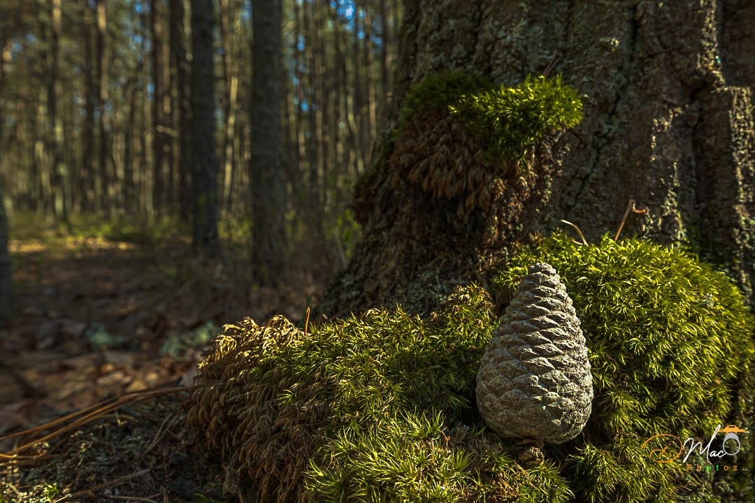 Pine Barrens Cone

#naturephoto #adventure #landscapephotography
