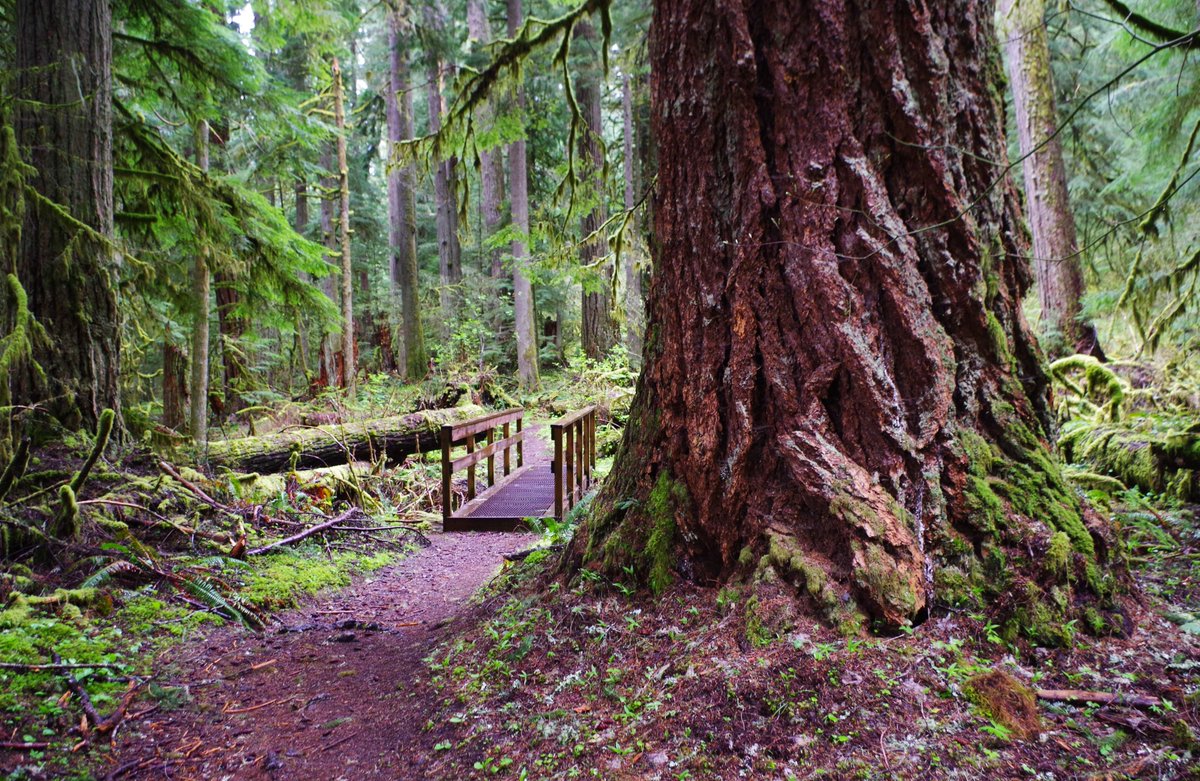 Happy Trails Tuesday and #thicktrunktuesday . #getoutside #oldgrowth #forest #PacificNorthwest