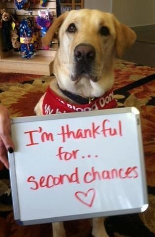 I'm #thankful for . . . second chances ❤️ 

#Dogs #Dog #AdoptDontShop #AdoptAFriend #LoveADog #BestFriend #GoodDog #DogsAreLove