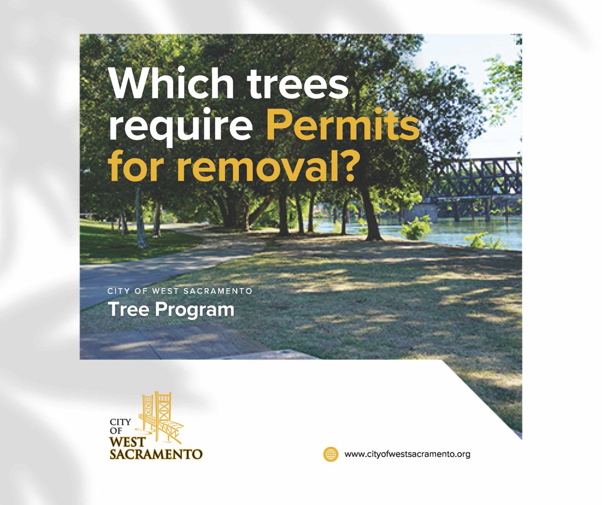 🌳 Check the City’s Tree Ordinance before pruning or removing damaged trees. A permit is needed for certain trees and is free for residents, $25 for businesses, and can be submitted online. Visit our website to see if you need one. More info at wsac.city/trees