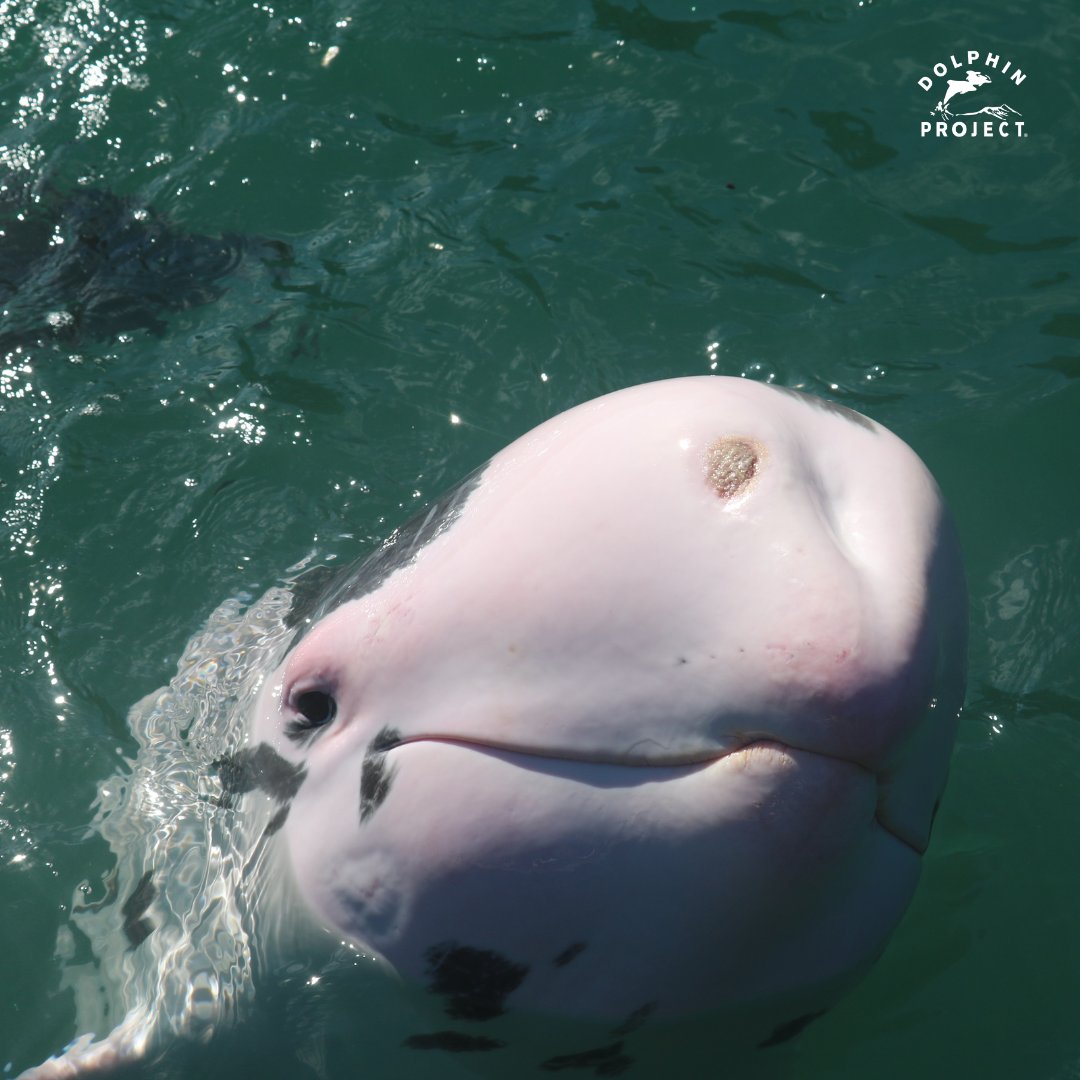 In November 2014, two Risso’s dolphins were captured during a dolphin drive hunt in Taiji – a piebald Risso’s and a white Risso’s. They were named Yuji (piebald) and Hamata (white): bit.ly/3pON2Lp ⁠ #DolphinProject #SayNoToTheDolphinShow