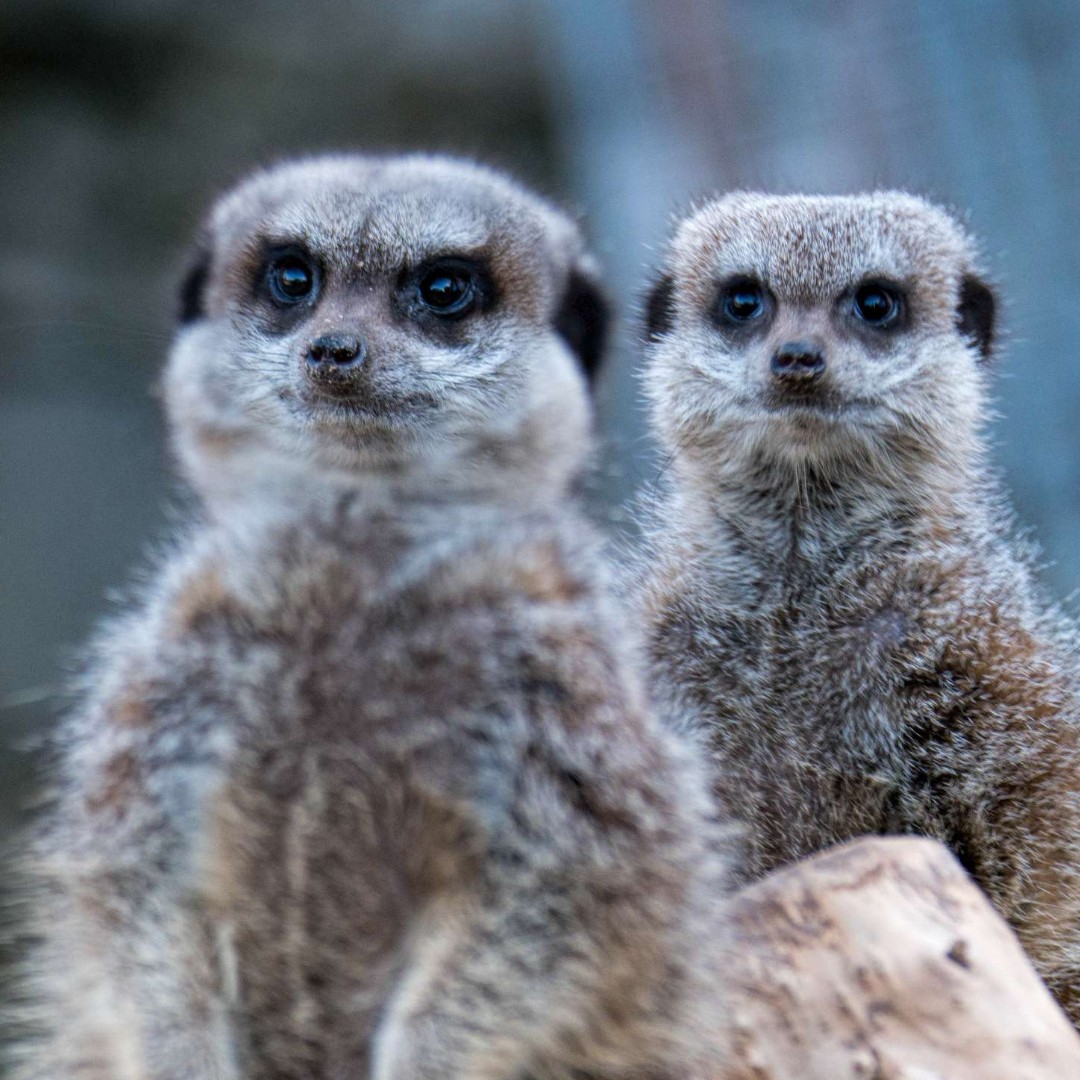 Are you mad about Meerkats? Hang out with these mischievous mammals with our MEERKAT experience! welshmountainzoo.org/animal-encount… 📸: Shaun Wilson #SupportingConservation #WelshMountainZoo #NationalZooOfWales #Eryri360 #NorthWales