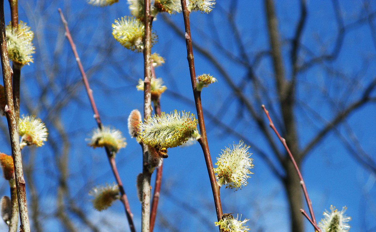 StaryKamien's tweet image. #BeeGood
Another sure sign of Spring