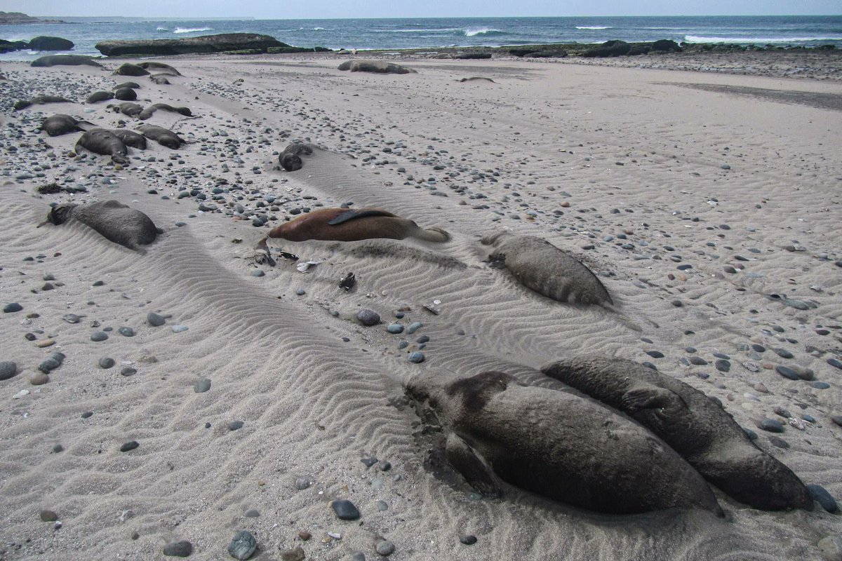 Devastating toll of bird flu on marine life: H5N1 has killed an estimated 17,400 seal pups, nearly wiping out the colony's young. Researchers document the grim scene, with measures to protect and understand this outbreak. #MarineConservation #H5N1