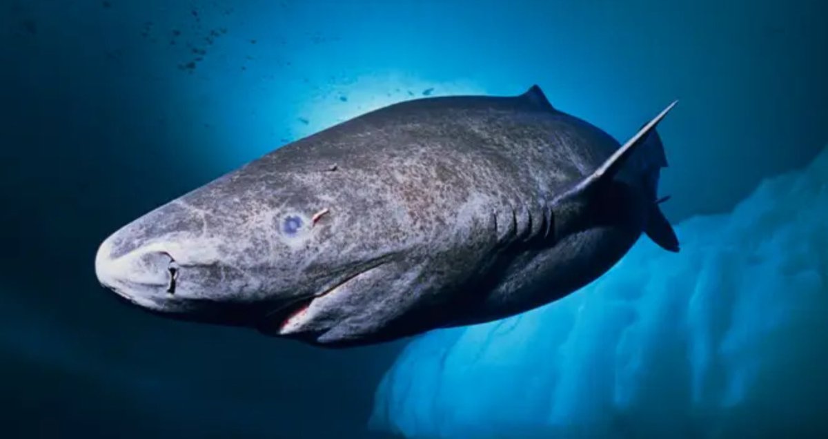 Der Grönlandhai ist das längstlebende Wirbeltier, Bis zu 500 Jahre. Hätte also schon Wallenstein wahrend des dreißigjährigen Krieges beim Baden im Meer ein Bein abbeißen können.

Interessiert Sie eh nicht...