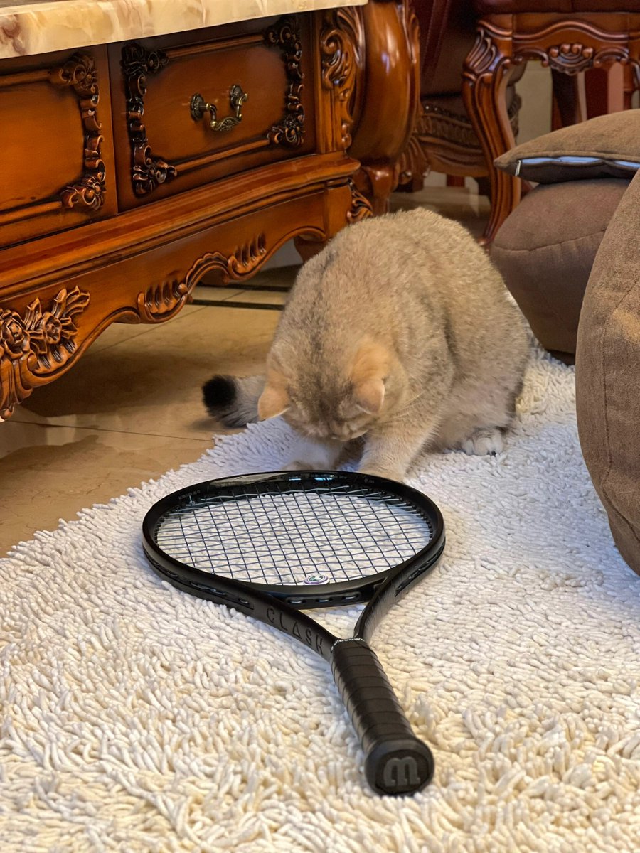 SadRabbita's tweet image. Set off and defeat no rival in the world