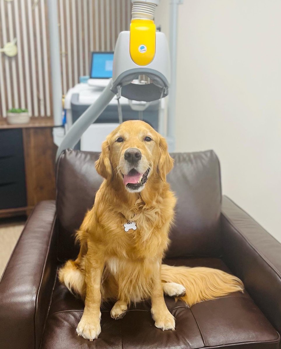#TherapyAnimalDay celebrates the contributions of therapy animals like Barney, who bring support to those in need. In our #OakBrookIL clinic, Barney's presence brings comfort to patients undergoing #TMStherapy or SPRAVATO®, enhancing their healing journey with his companionship.