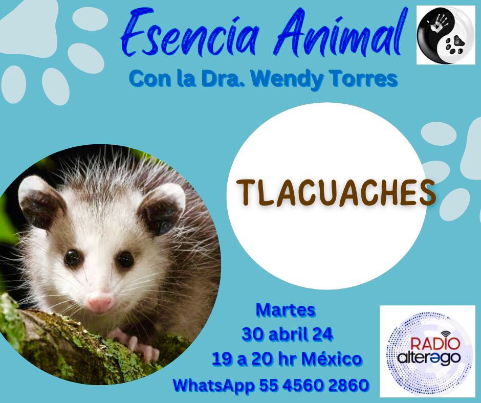 HOY MARTES 30 abril, 7:00 pm México. 🐶😺👇🏻Escúchame por radioalterego.com/en-vivo-ahora/ 

#esencia_animal #tlacuache #comportamientoanimal #cdmx