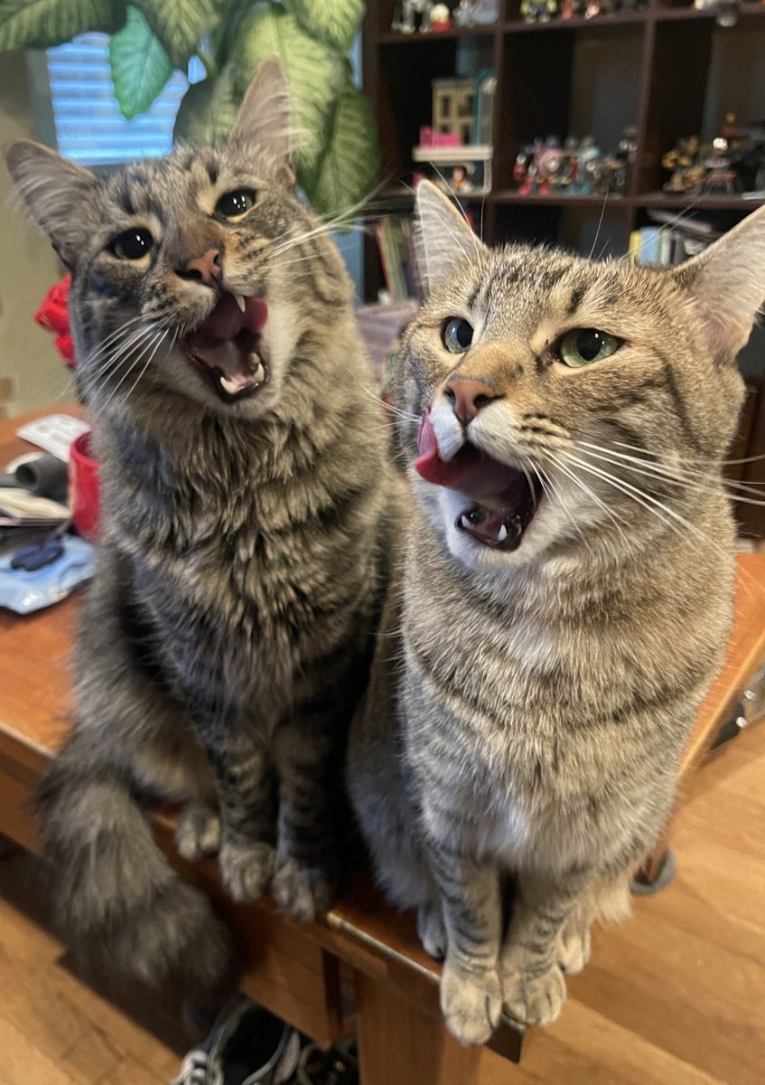 Since today is #NationalTabbyCatDay and #TunaTuesday, we think we should have extra treatos!! Let’s pawty!🎉🐟🐟🥳 #TabbyTuesday #TongueOutTuesday #CatsOfTwitter  #CatsOfX #cats 🐟🐟