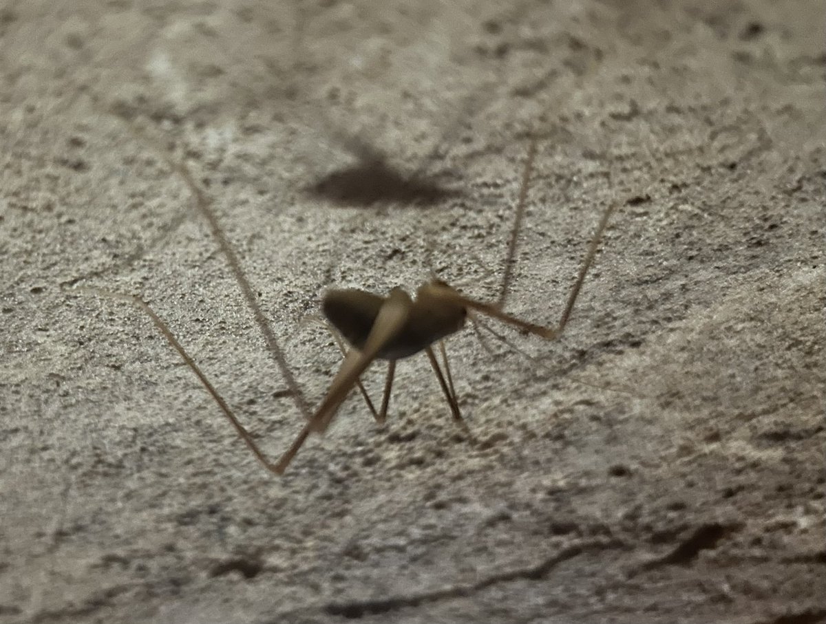 Cave crickets (Rhaphidophoridae) can be seen on most any cave tour. The  crickets go outside the cave to eat, but then re-enter the cave because of  the constant temperature. The female crickets, image size:1200x907