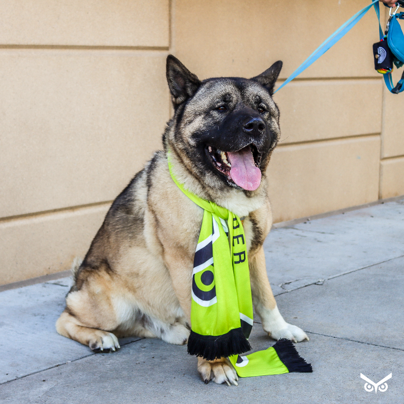 Union_Omaha's tweet image. Tomorrow's Pups at the Pitch match, presented by @WoofGangBakery, is a chance for us to aid in relief efforts after last week's storms.

We'll be collecting pet supplies for @NEHumaneSociety at the match: dog food, blankets, toys, &amp;amp; other essentials.

#NebraskaStrong #OneMeansAll