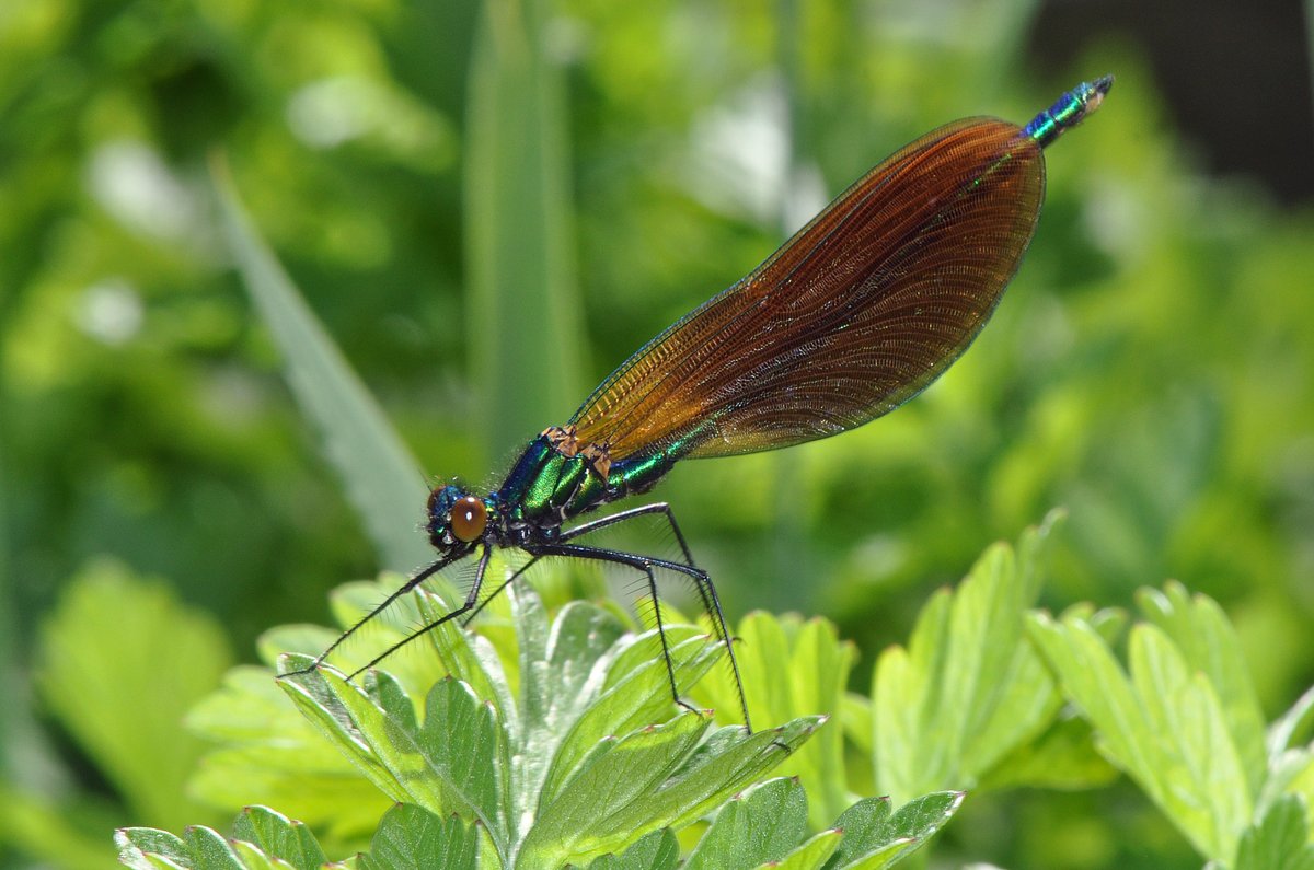 The last day of April & the first sunny, warm day after all the cold and gloom of recent days - just what the insects were waiting for, like this Beautiful Demoiselle (Calopteryx virgo) catching the sun @BBOWT's Rack Marsh, Bagnor at lunchtime today @TVERC1 @BDSdragonflies