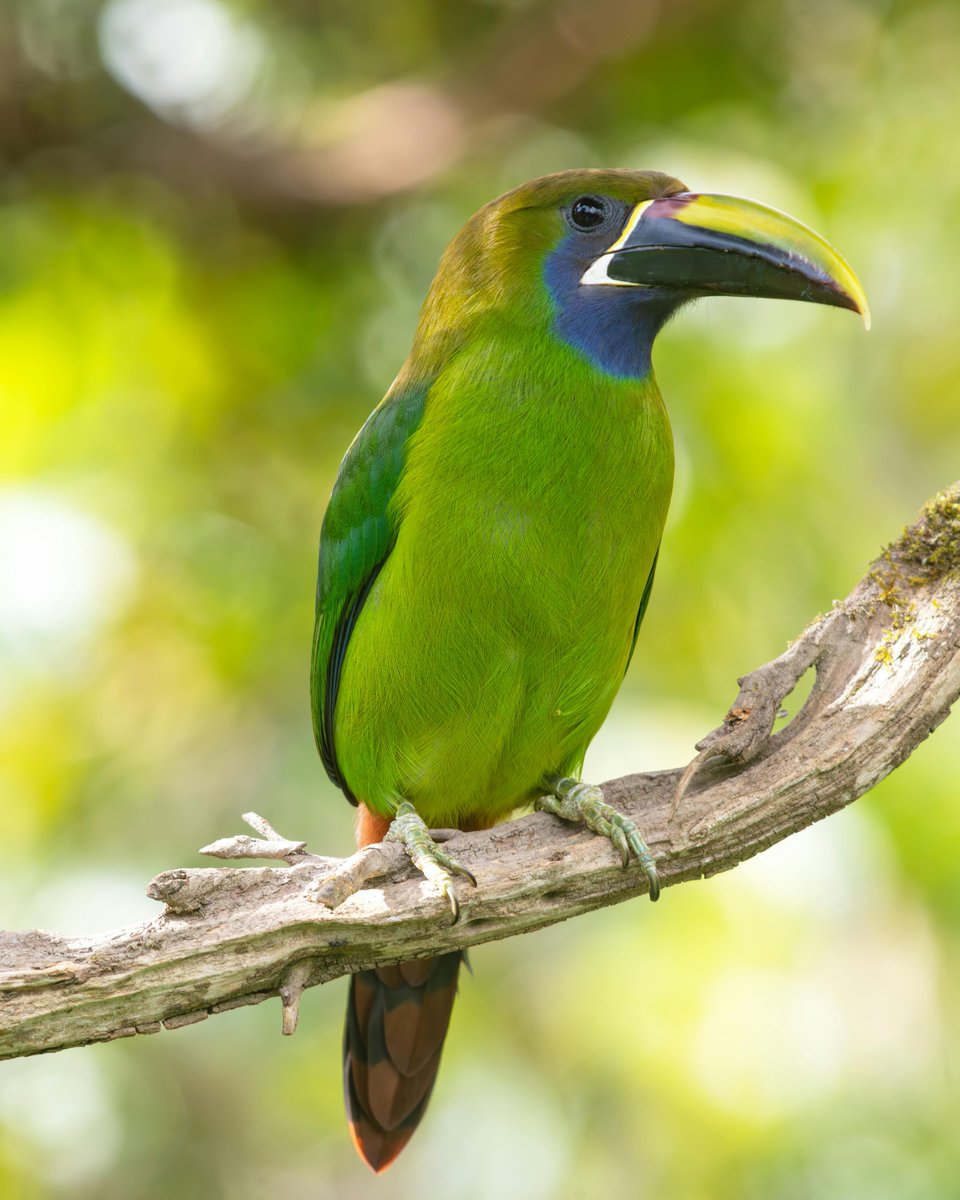 Look at this amazing Emerald Toucanet with its vibrant green plumage and bright yellow beak! 

#birdwatching #naturelovers  #birds