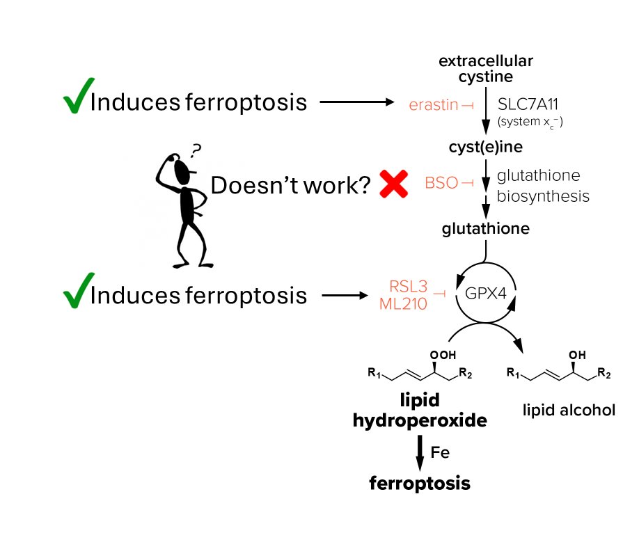 Paper 1. we address a missing link 👇

also outstanding new GCLC inhibitors KOJ-1 and KOJ-2 for inhibiting glutathione biosynthesis and inducing ferroptosis
