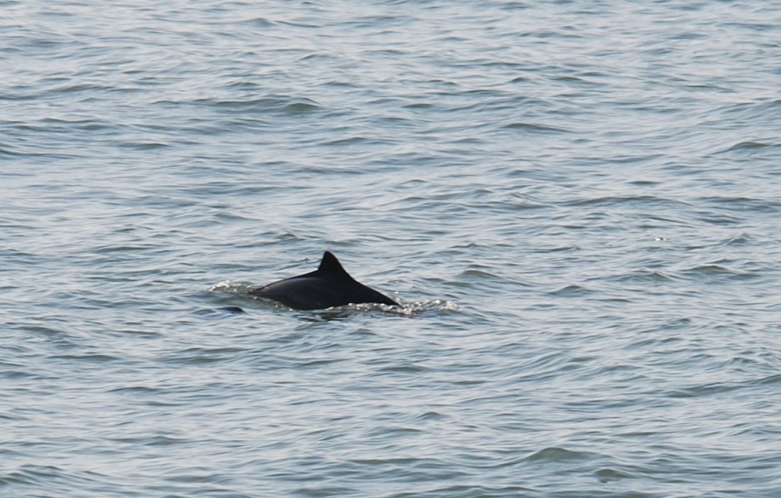 With a very calm sea at #samphirehoe today, it was perfect conditions to watch three or more porpoise offshore.
