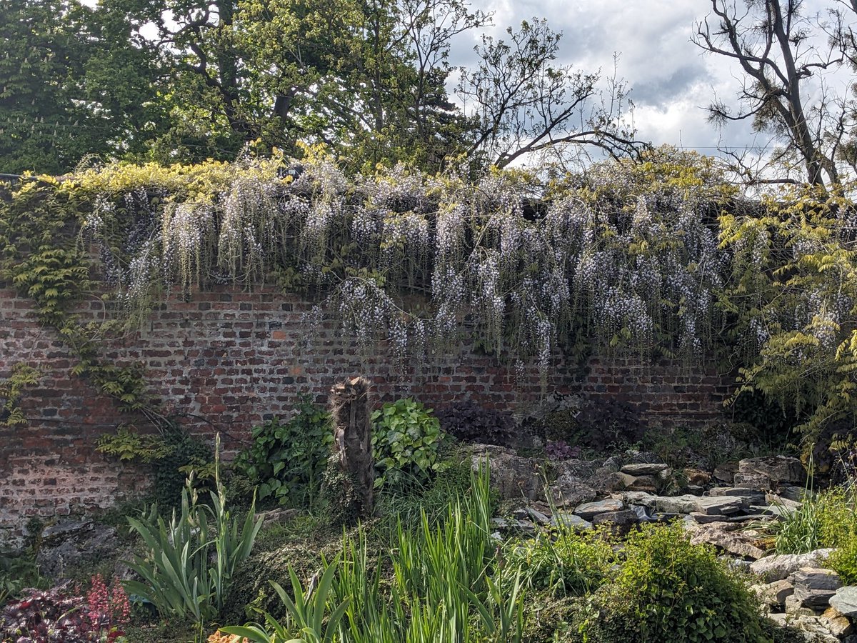 Toad Hall Garden Centre, #Henley
#HenleyonThames
#WisteriaWatch