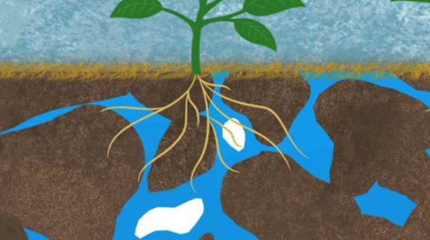 Cover crop roots create water channels and improve soil tilth. bit.ly/38JeuRV #soilhealth