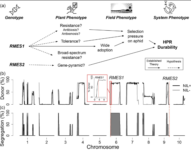 🌾 Facing a rising threat from #sorghum aphids, new research tests global host plant resistance (HPR), discovering limited sources of HPR, crucial for fighting aphids. Greenhouse &amp; field experiments + genetic analysis yield strategies for resistance. 

🔗acsess.onlinelibrary.wiley.com/doi/10.1002/tp…