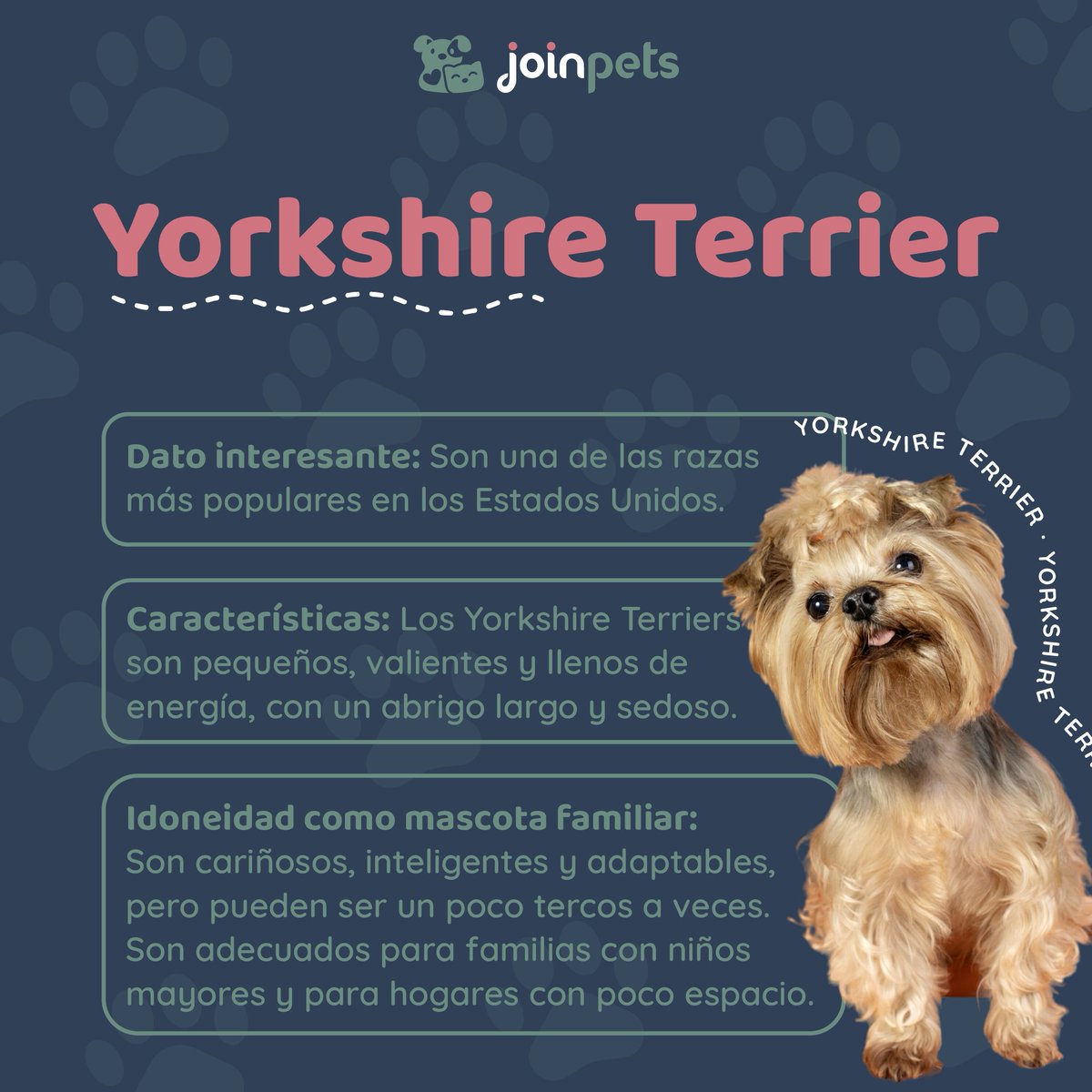 🐾 Datos sobre la raza de perros Yorkshire Terrier 🐶

🫶 Comenta si tienes un Yorkshire Terrier ✨

#yorkshireterrier #perros #amantesdeperros #cachorro #mascotas #mascotasfelices #curiosidades #sabiasque  #petlovers #curiosidadesdeperros #fyp #parati