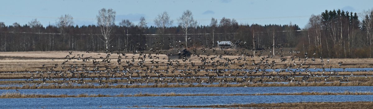 #Seinäjoki #Ilmajoki Alajoki tänään n. 6700 #suokukko a #linnut #luonto Käsittämätön määrä. Kahden miehen sokkolaskenta eli tulos aika luotettava.