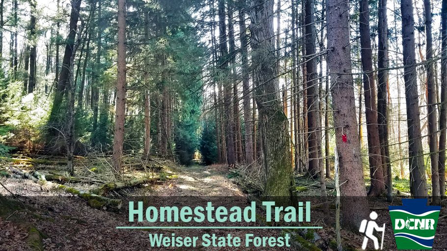 Be on the lookout for #SpringWildflowers while on the #HomesteadTrail at the Roaring Creek Tract of #WeiserStateForest. Explore ruins of the areas earlier residents and connect to other trails to make a loop. Learn more ➡ bit.ly/3eSxRoR #TrailTuesday #PaStateForests
