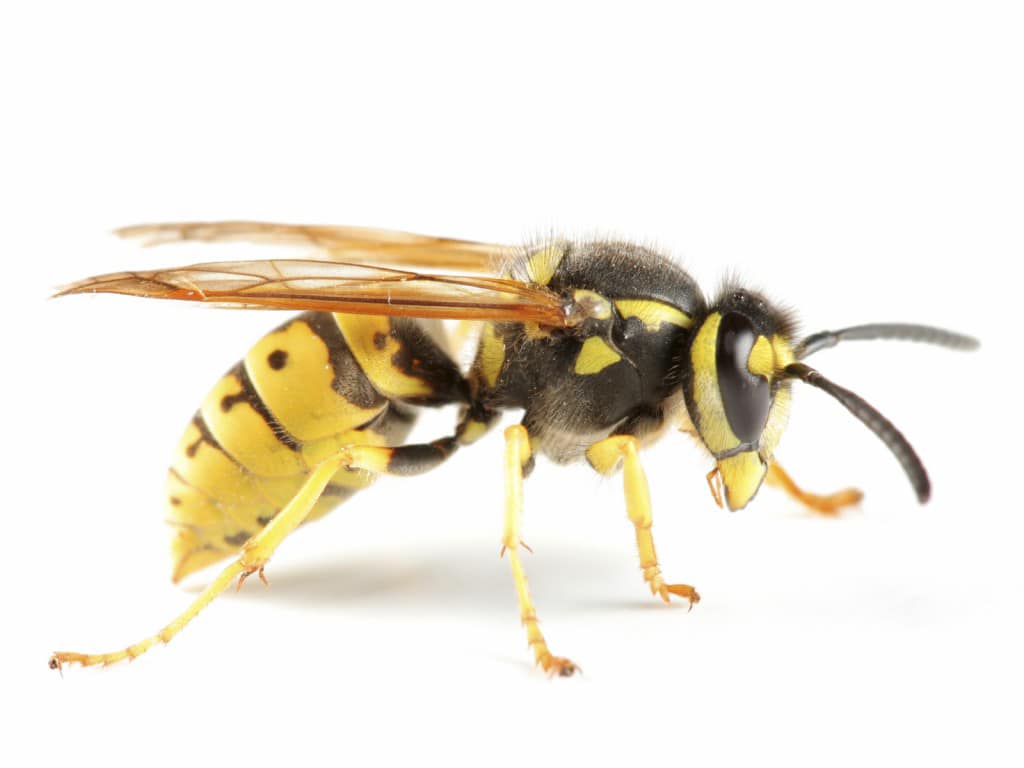Did you know that we also treat wasp nests in the summer? Tel 07930573934 #hampsteadgardensuburb #hampstead #fortisgreen #highgate #archway #holloway