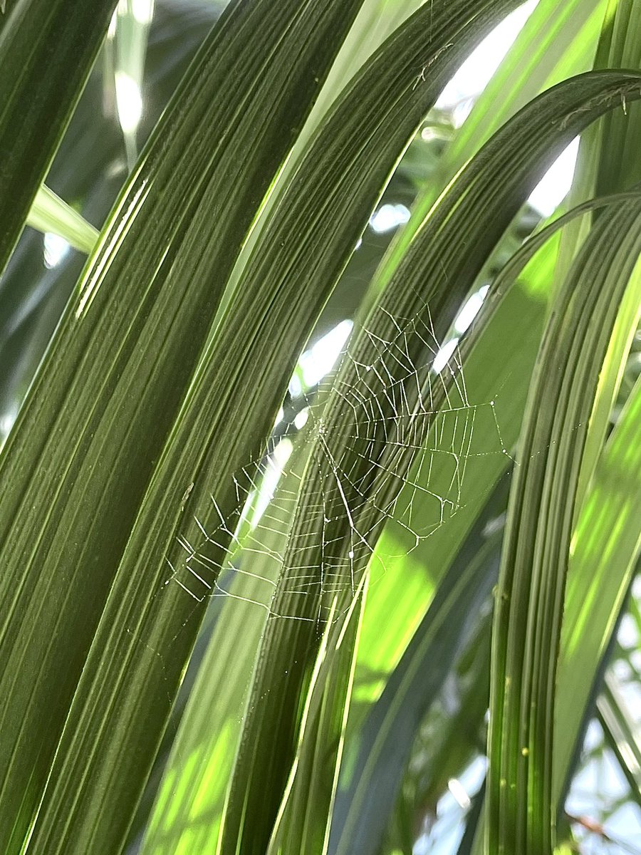 Look at this cute little #spiderweb! A little smaller than a baseball.