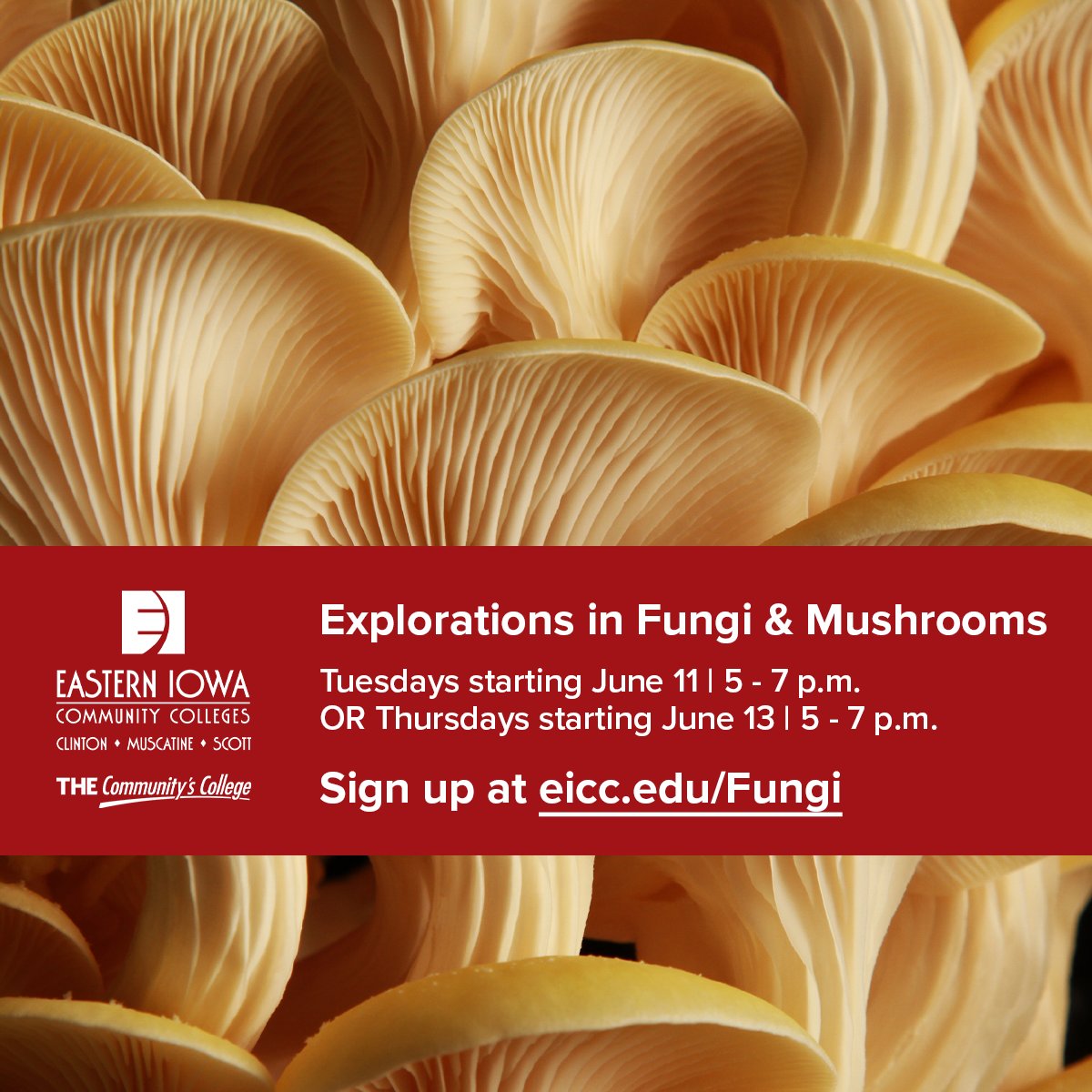 Learn how to observe, document, collect, and catalog the fungi in our region.

‌Register now at eicc.edu/Fungi

#THECommunitysCollege #mushrooms🍄