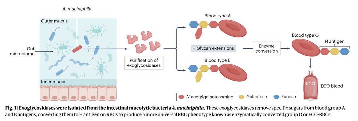 How a gut bacteria could make blood of all types universal, radically changing transfusion medicine nature.com/articles/s4156… nature.com/articles/s4156… @NatureMicrobiol