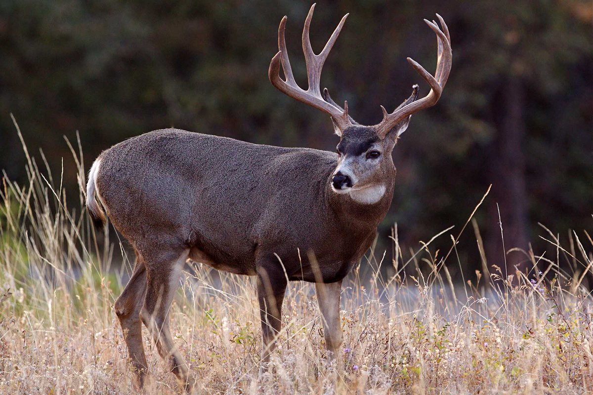 Dozens of Poached California Deer: 6 People Charged With Conspiracy gearjunkie.com/news/six-peopl…