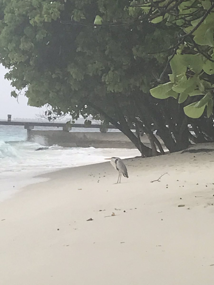 Pelican was raging #Maldives #Monsoon #Reethi