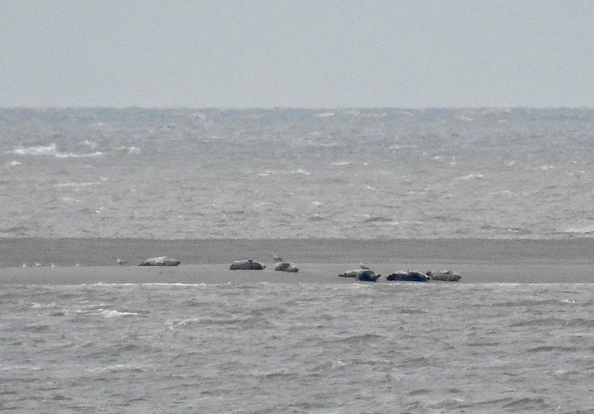 A long way offshore, but still superb - Grey Seals hauled out & snoozing on the sandbanks off Burbo Bank over this morning's low tide. Respect, protect & enjoy the #Sefton Coast. @seftoncouncil @LivingSeasNW @NMBiodiversity @CrosbyBeachFOG