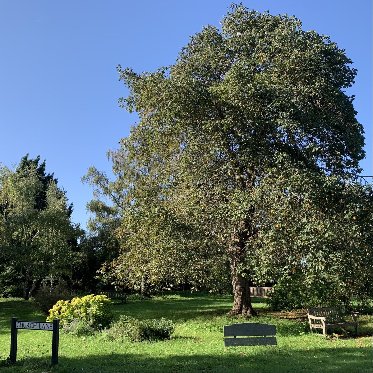Come along on Saturday 4th May, 2-4 pm to the Alice Hibbert-Ware Memorial Garden. The garden will be formally re-opened by Dr Juliet Vickery, CEO of the British Trust for Ornithology. There will be tours, ice cream, coffee and more! Timetable to follow soon.