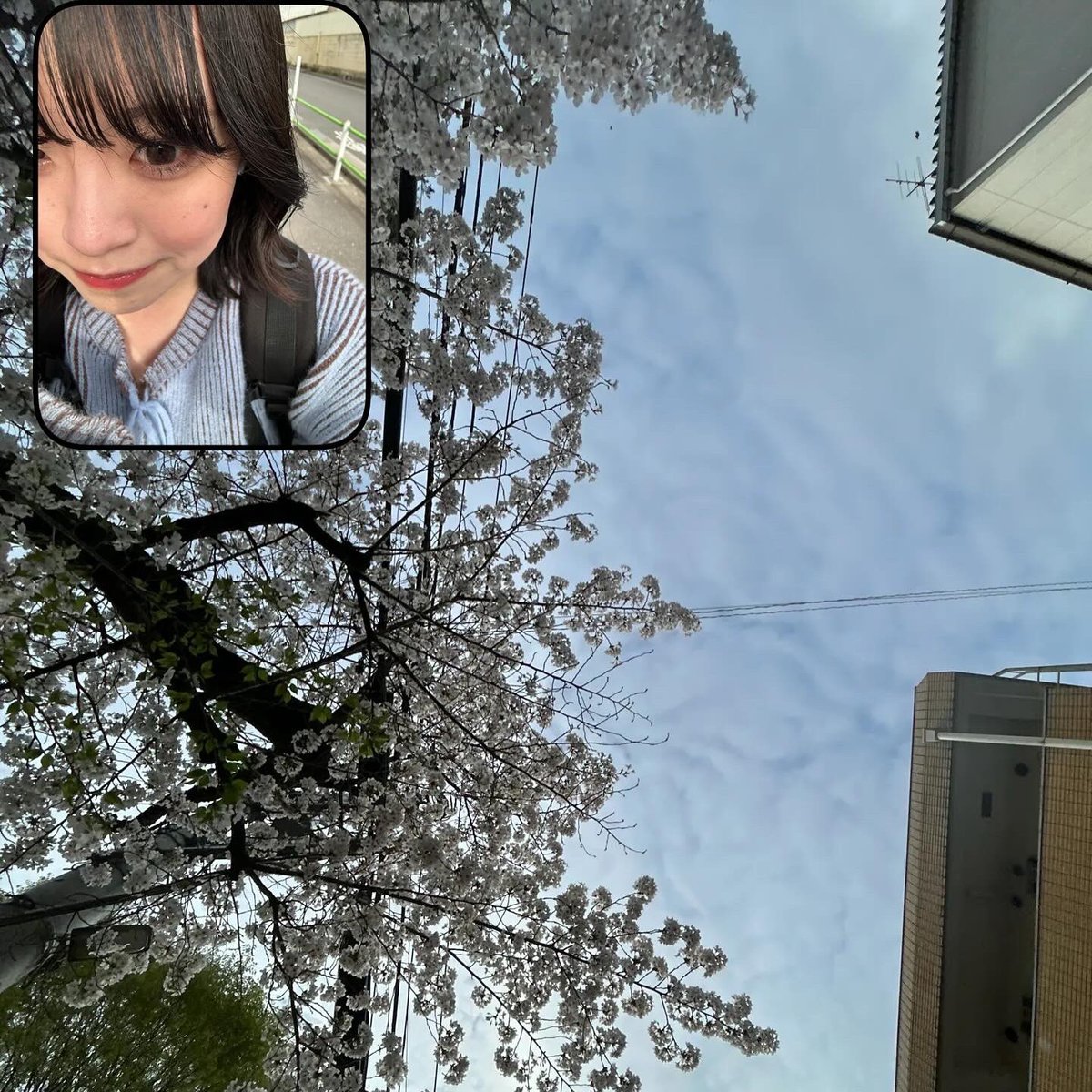 ぱんだのみみ ☺︎ tweet media