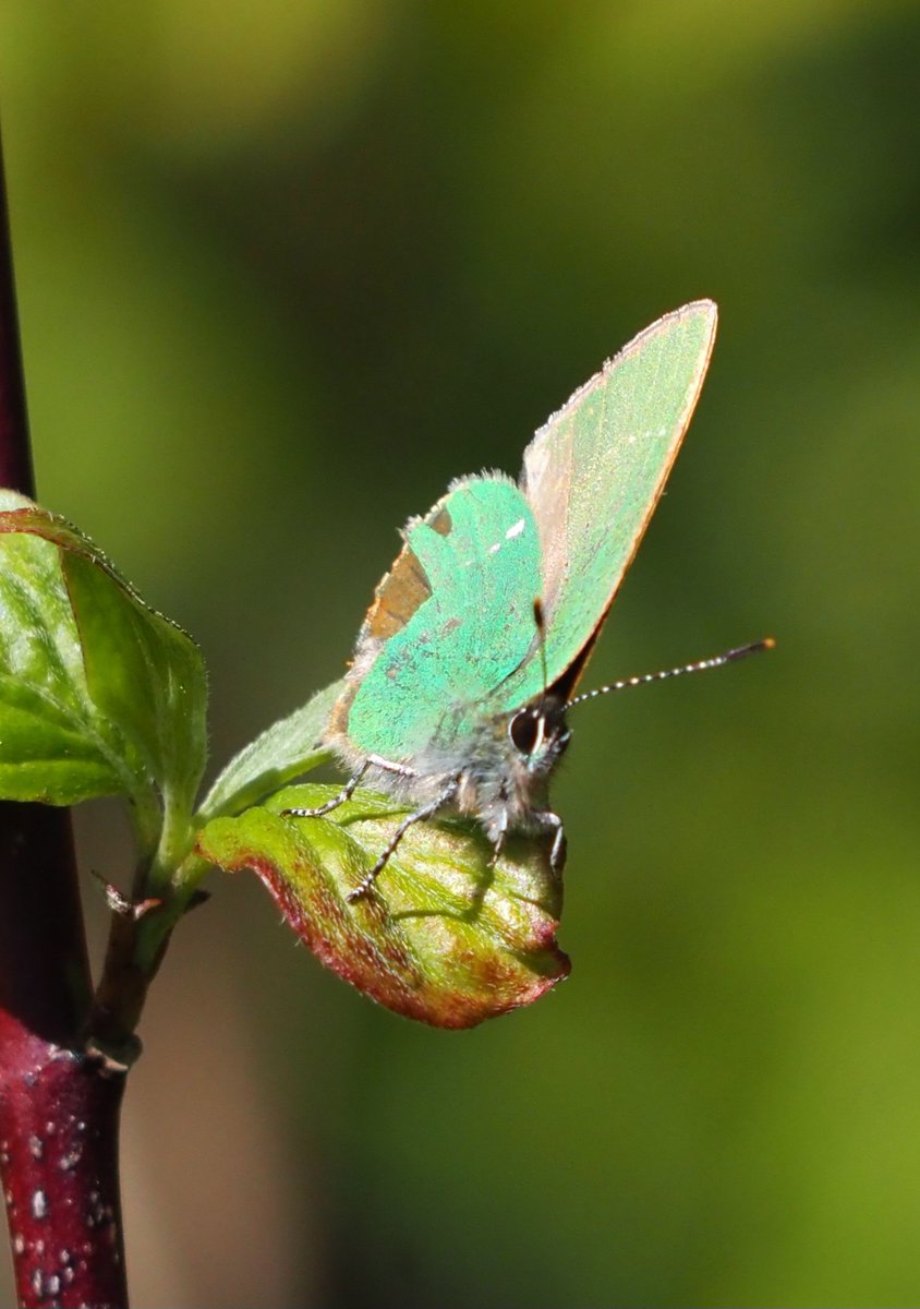 My first Green Hairstreak of the year this morning. Sheltering from the wind at the bottom of the slope. Such a vibrant colour!
Hartslock Nature Reserve. Oxfordshire. 30-4-2024
@BBOWT @savebutterflies @UpperThamesBC