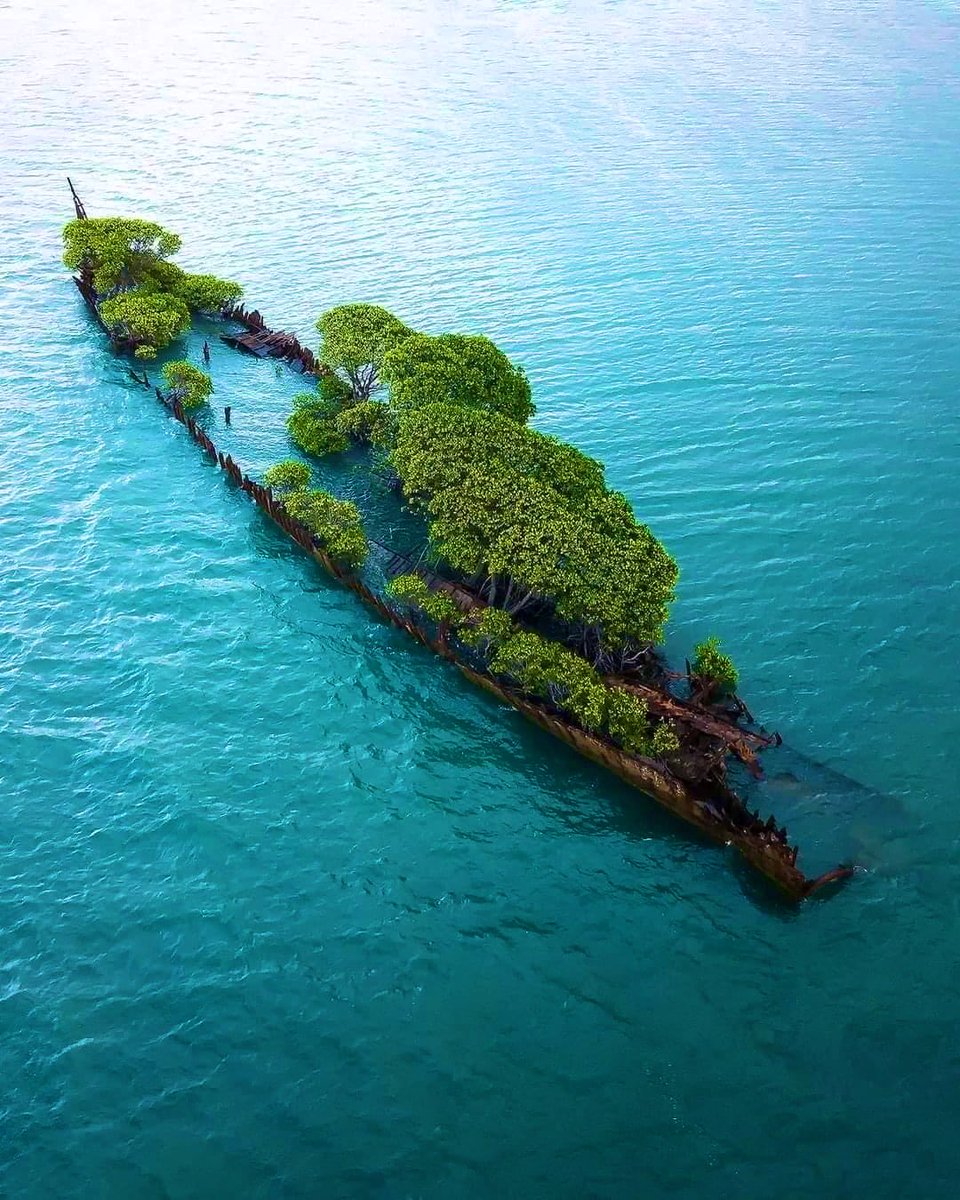 Shipwreck turns slowly into nature 🌍