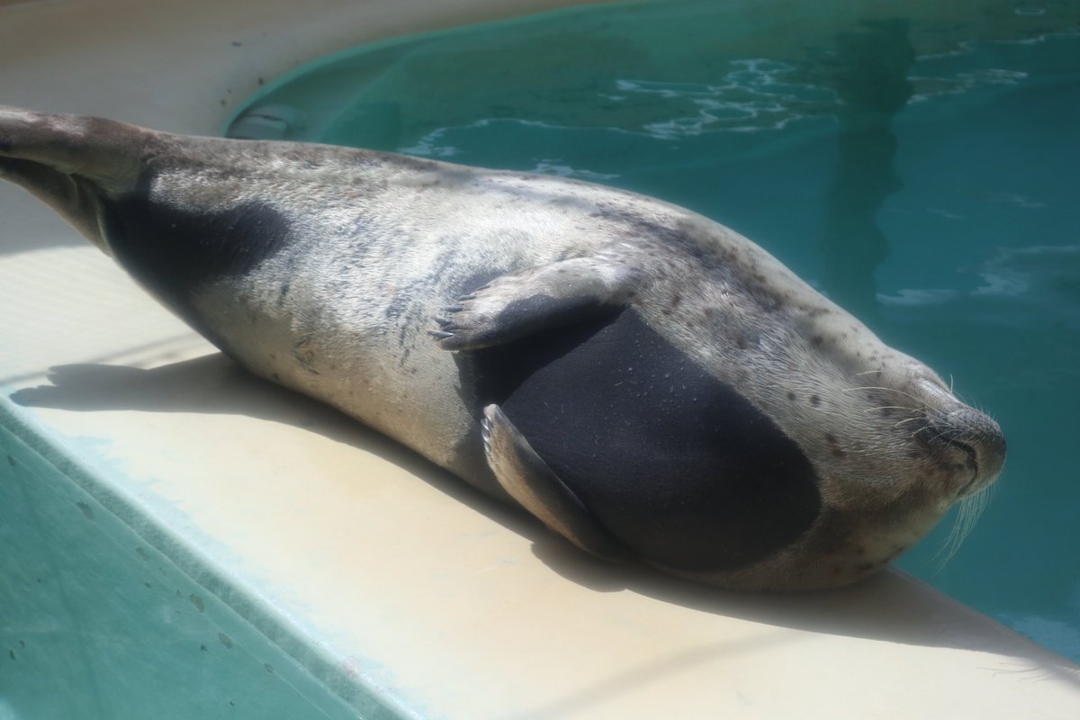 2u4ip's tweet image. だいぶ個性的な換毛具合でした…

2024.04.06
＃ゴマフアザラシ　
＃まちこ　
＃魚津水族館
＃ゴマフウイーク