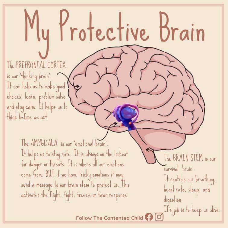 When a young person is in the lower parts of the brain,they physiologically cannot learn,problem solve or navigate self-control. We need to mediate the lower density of the brain before we tackle the problem. Their brain is not ready yet when they are highly dysregulated.🧠🌱