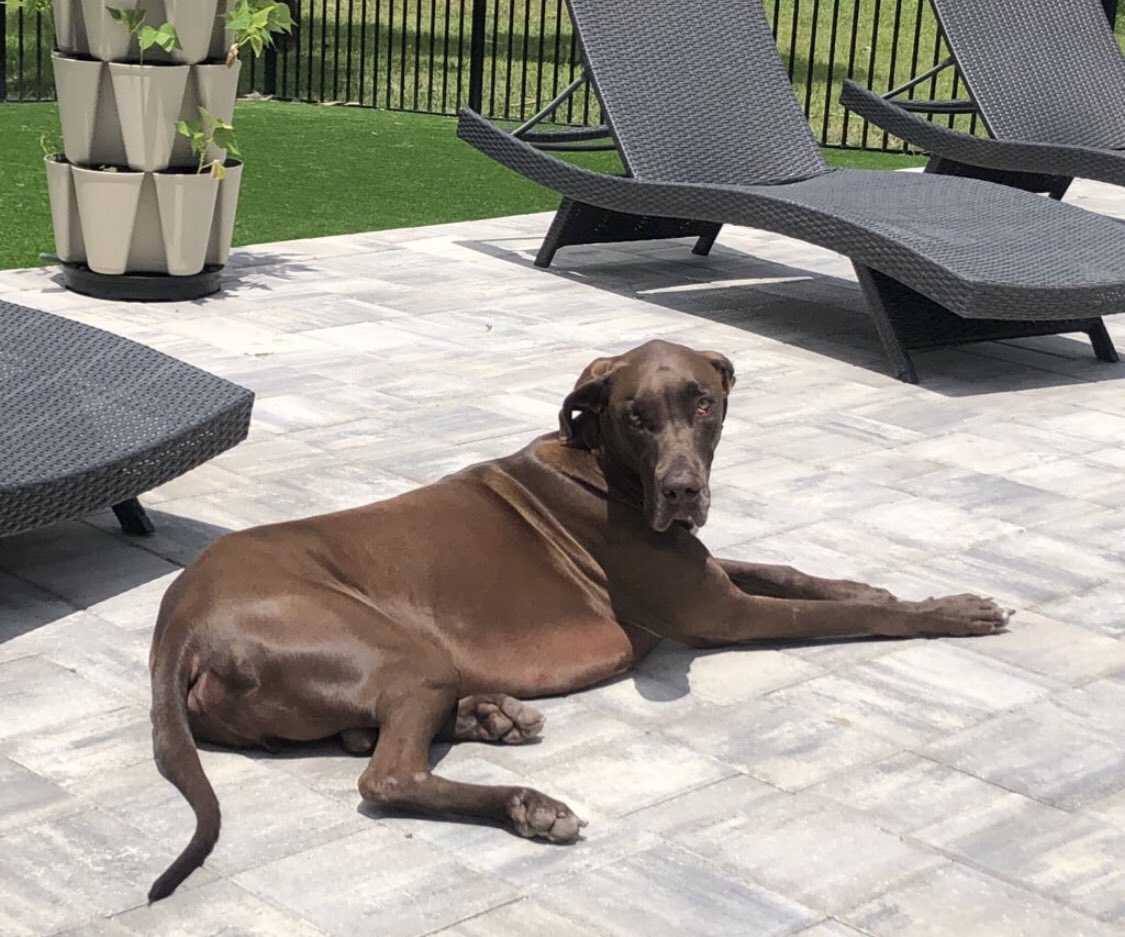 Working on his tan ☀️
#GreatDane
#DogsofX