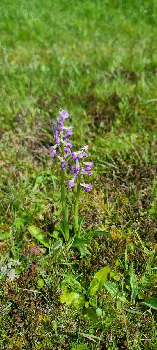 My annual pilgrimage to Scotney Castle to see the Green winged orchids, best I've ever seen them hundreds this year @ukorchids @EuropeanOrchids @wildflower_hour @scotneycastleNT