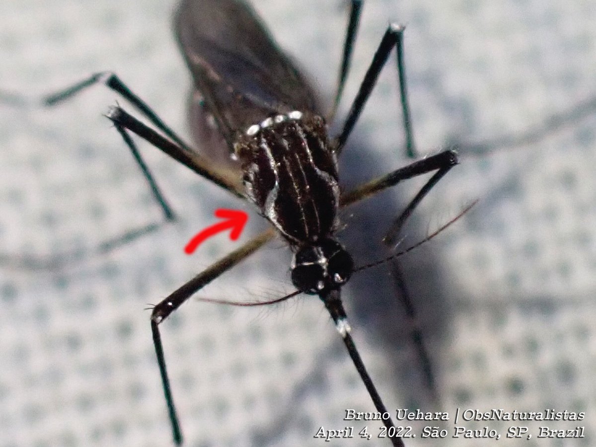@HOWLSMUSAH Sim, é provável... O ideal é ver as 'costas' do bicho e observar esse desenho em forma de lira, que é típico do Aedes aegypti. Mas felizmente nem todos estão contaminados com o vírus. Fique de olho em possíveis sintomas!