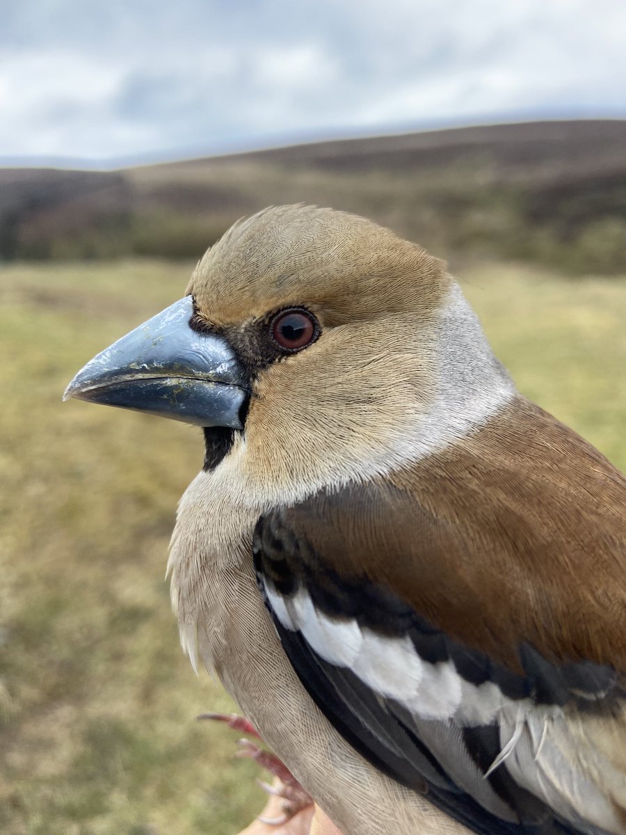 Great to see some classic spring migrants on @FI_Obs over the last couple of days with Pied Flycatchers and Ring Ouzels on the cliffs a stunning female Hawfinch in the traps and some cracking male Redstarts in the crofts adding some colour ! Class birding!!