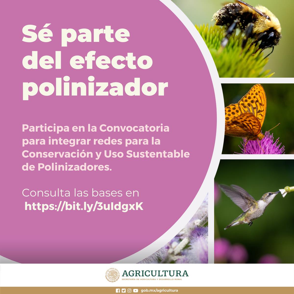 La ENCUSP orienta las políticas y trabajo de los sectores productivo y ambiental en la conservación de los servicios ecosistémicos que brindan los polinizadores, a fin de contribuir al desarrollo sustentable y a la seguridad alimentaria.

Conoce más en👉🏾bit.ly/3HNmJJV