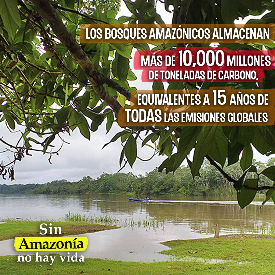 🌿#SinAmazoníaNoHayVida🦎 

Nuestros bosques amazónicos son claves en la lucha contra el cambio climático, ya que absorben más carbono del que emiten🌳. Un bosque sano contribuye a la existencia de la humanidad🌎 

🐸 SÚMATE, COMPARTE Y DEFIENDE NUESTRA AMAZONÍA💪